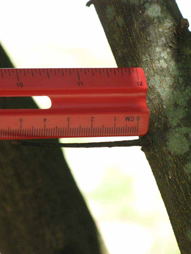              Thorn (Winter Haven, FL)       